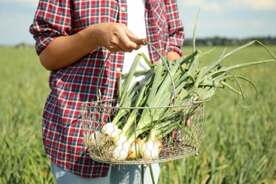 Photo of Woman holding metal basket with fresh green onions in field, closeup