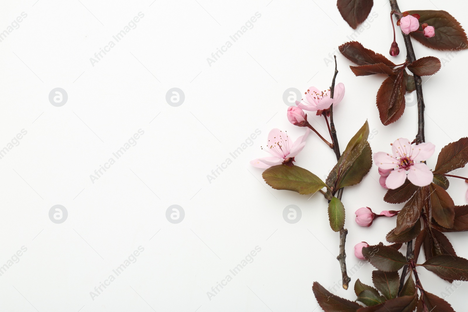 Photo of Spring tree branches with beautiful blossoms on white background, flat lay. Space for text