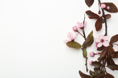 Spring tree branches with beautiful blossoms on white background, flat lay. Space for text