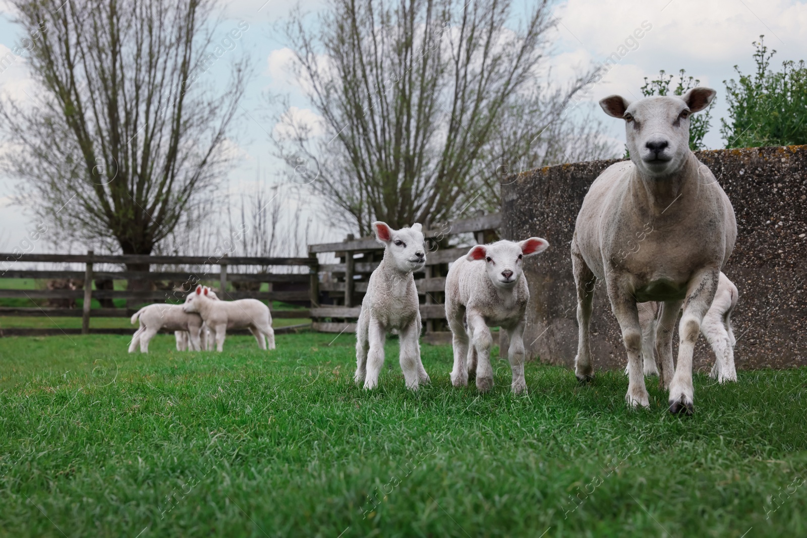 Photo of Cute funny sheep on green field. Farm animal