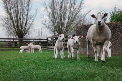 Cute funny sheep on green field. Farm animal