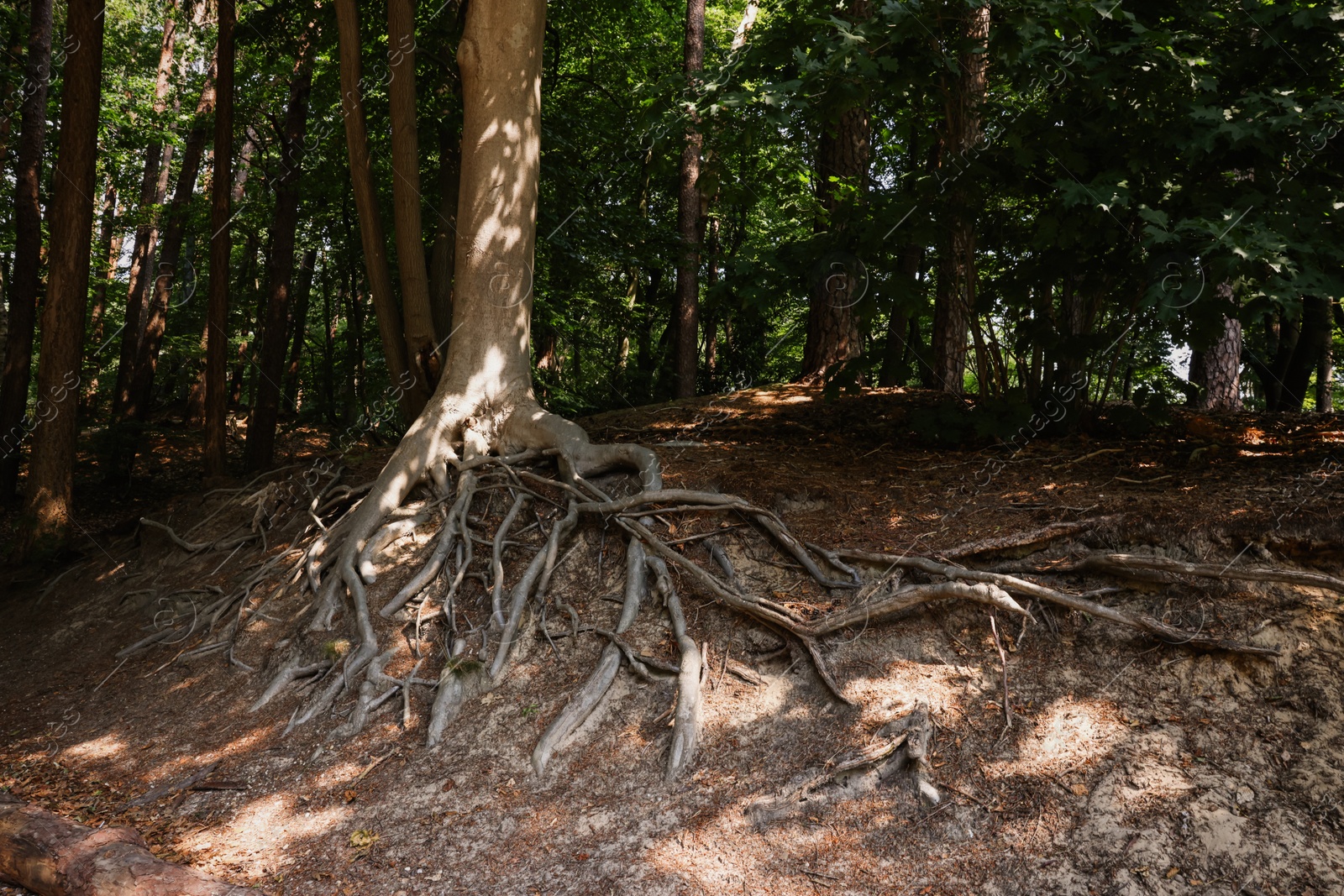 Photo of Tree roots visible through ground in forest