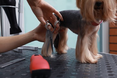 Professional groomer giving stylish haircut to cute dog in pet beauty salon, closeup