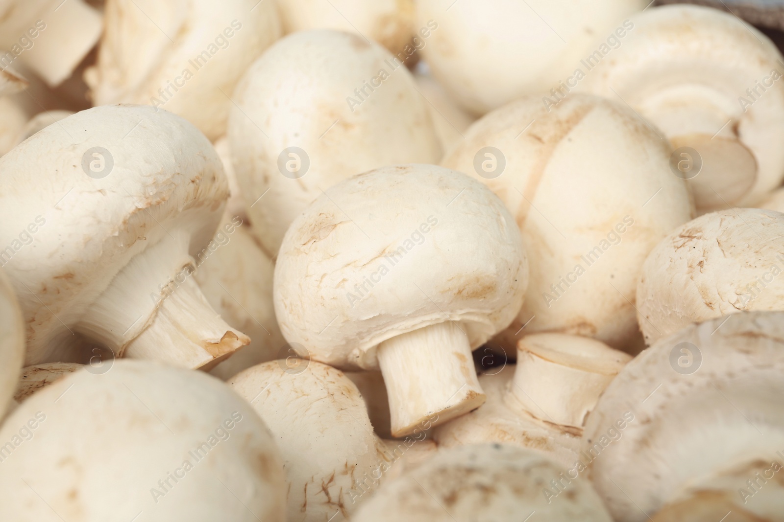 Photo of Fresh raw champignon mushrooms as background, closeup