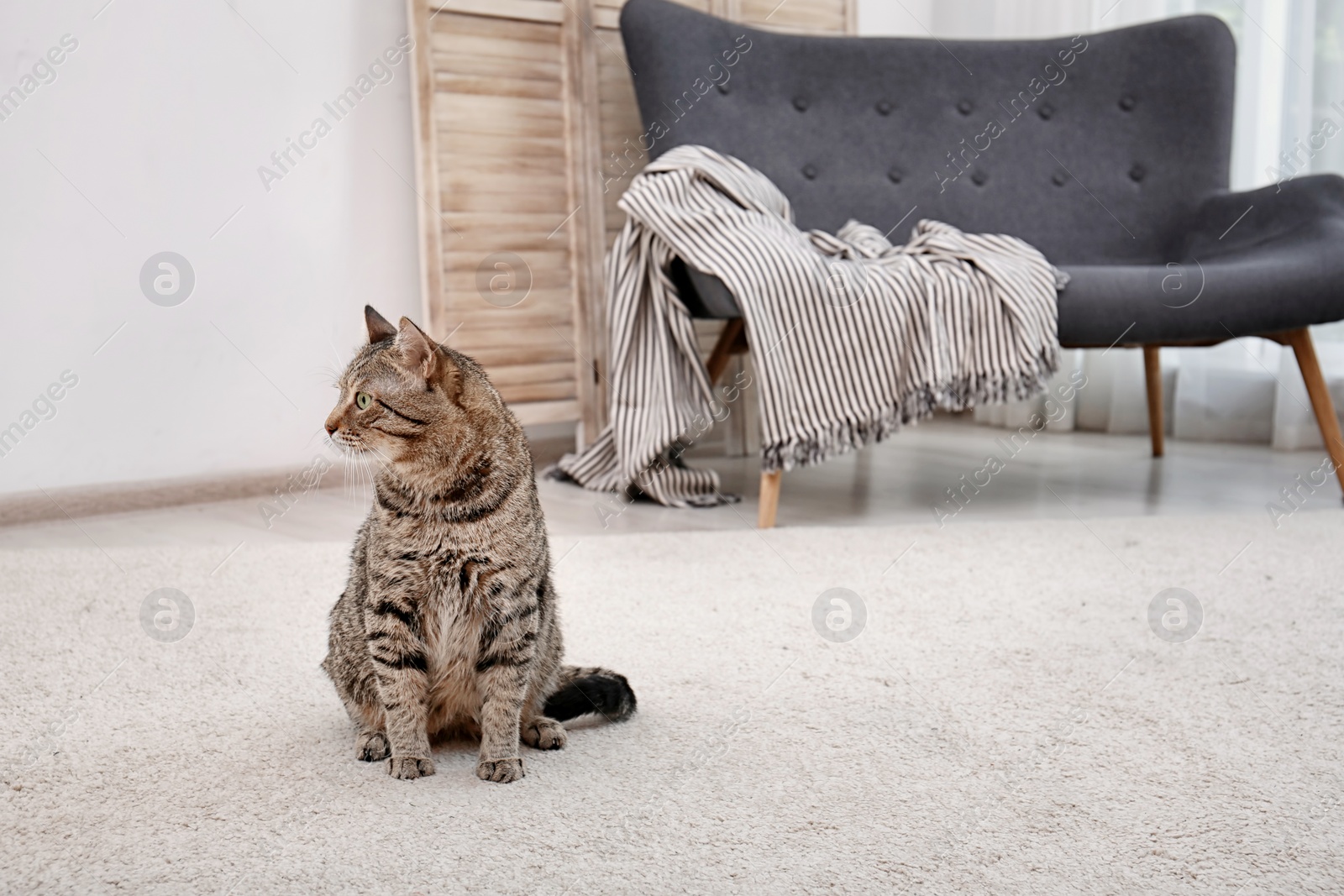 Photo of Cute cat sitting on carpet at home