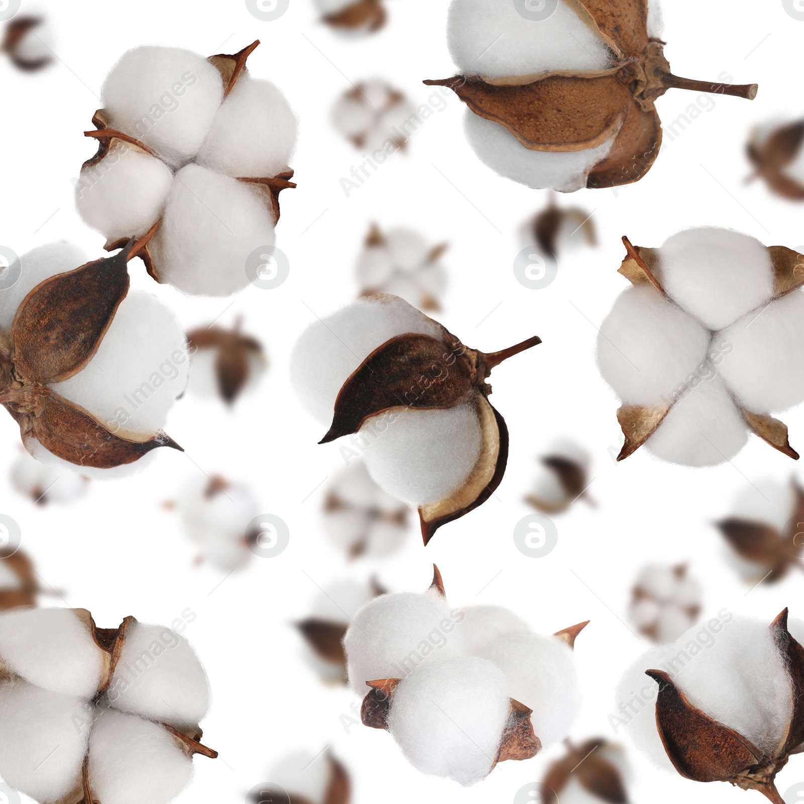 Image of Beautiful cotton flowers falling on white background