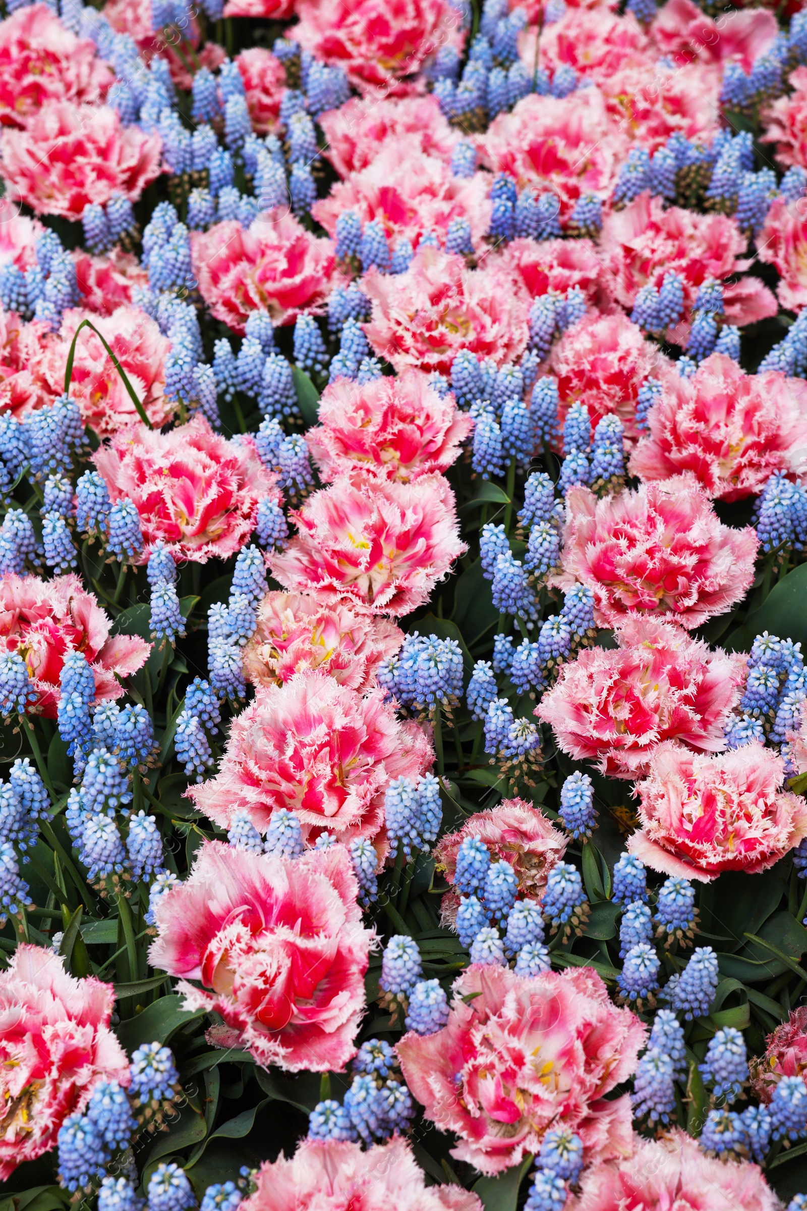 Photo of Many beautiful tulip and muscari flowers growing outdoors. Spring season