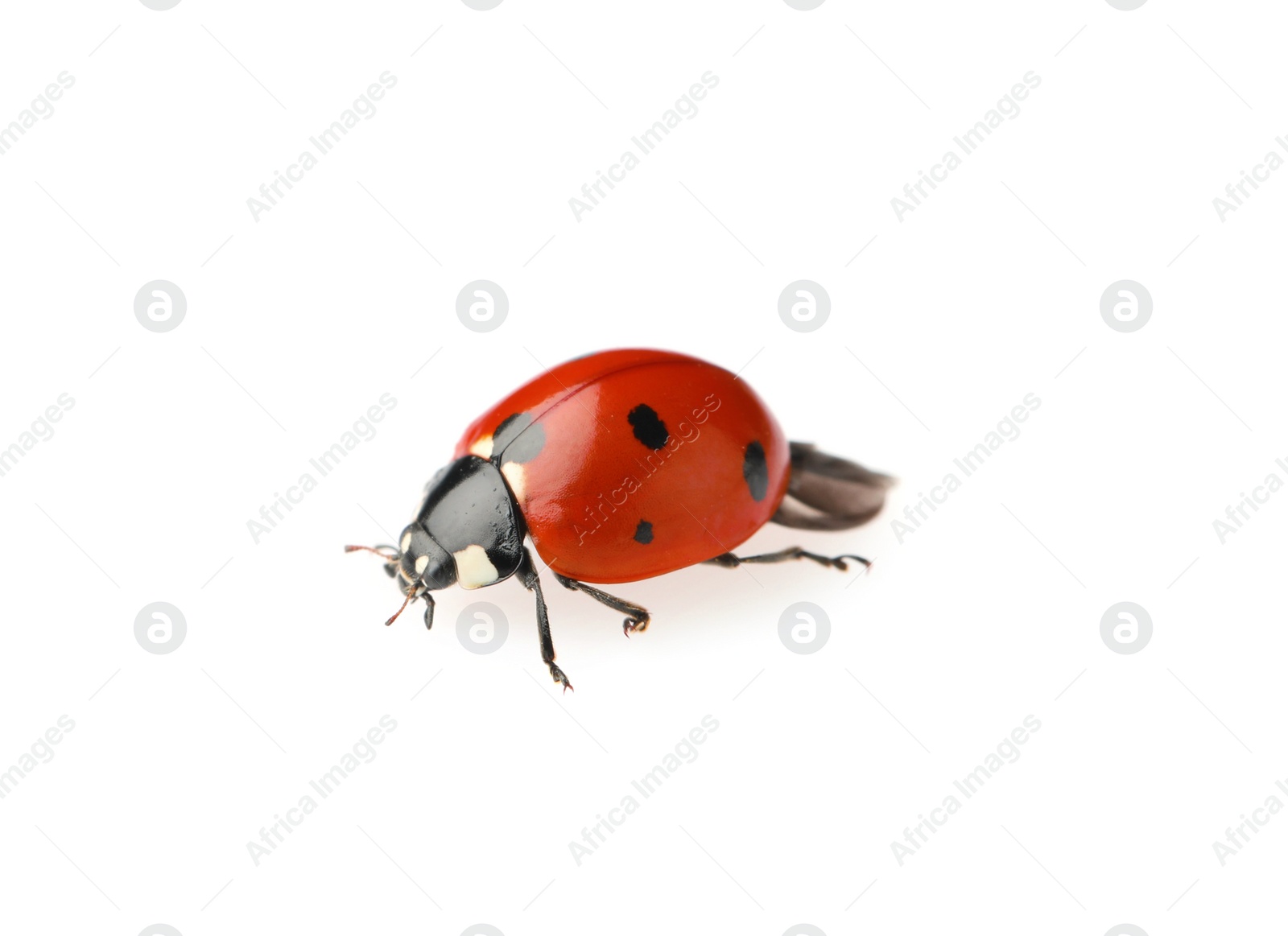 Photo of One beautiful red ladybug isolated on white