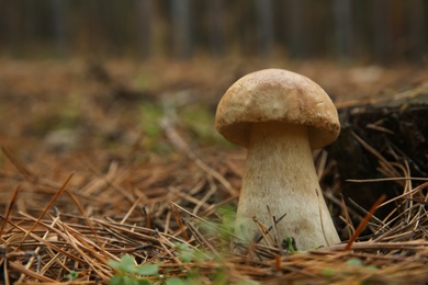 Photo of Small porcini mushroom growing in forest, closeup