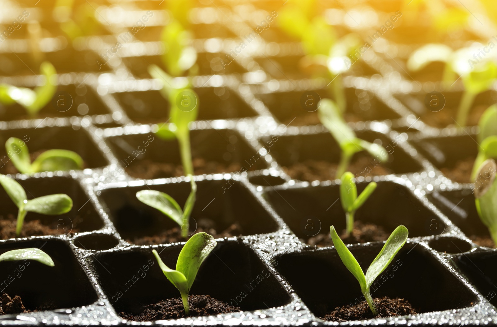 Image of Plastic tray with young vegetable plants grown from seeds in soil, closeup