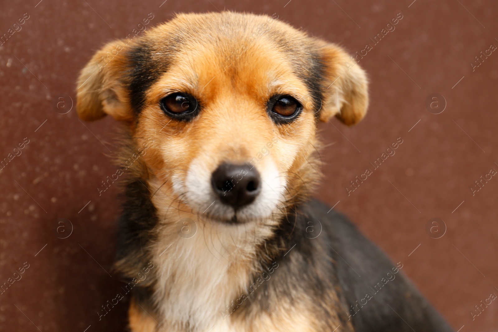 Photo of Stray dog near brown wall, closeup view
