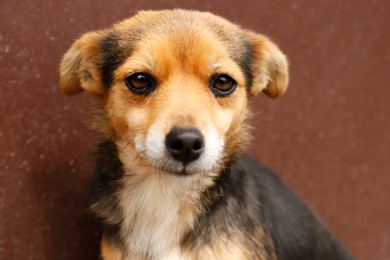 Stray dog near brown wall, closeup view