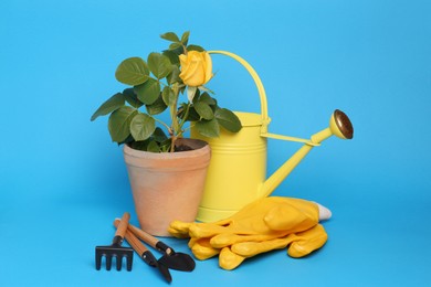 Gardening gloves, tools and pot with beautiful rose on light blue background