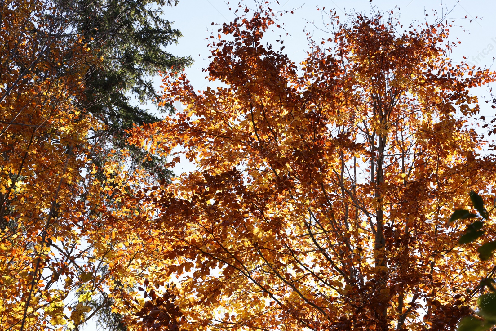 Photo of Trees with beautiful autumn leaves outdoors on sunny day