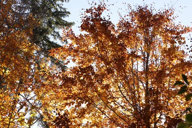 Trees with beautiful autumn leaves outdoors on sunny day