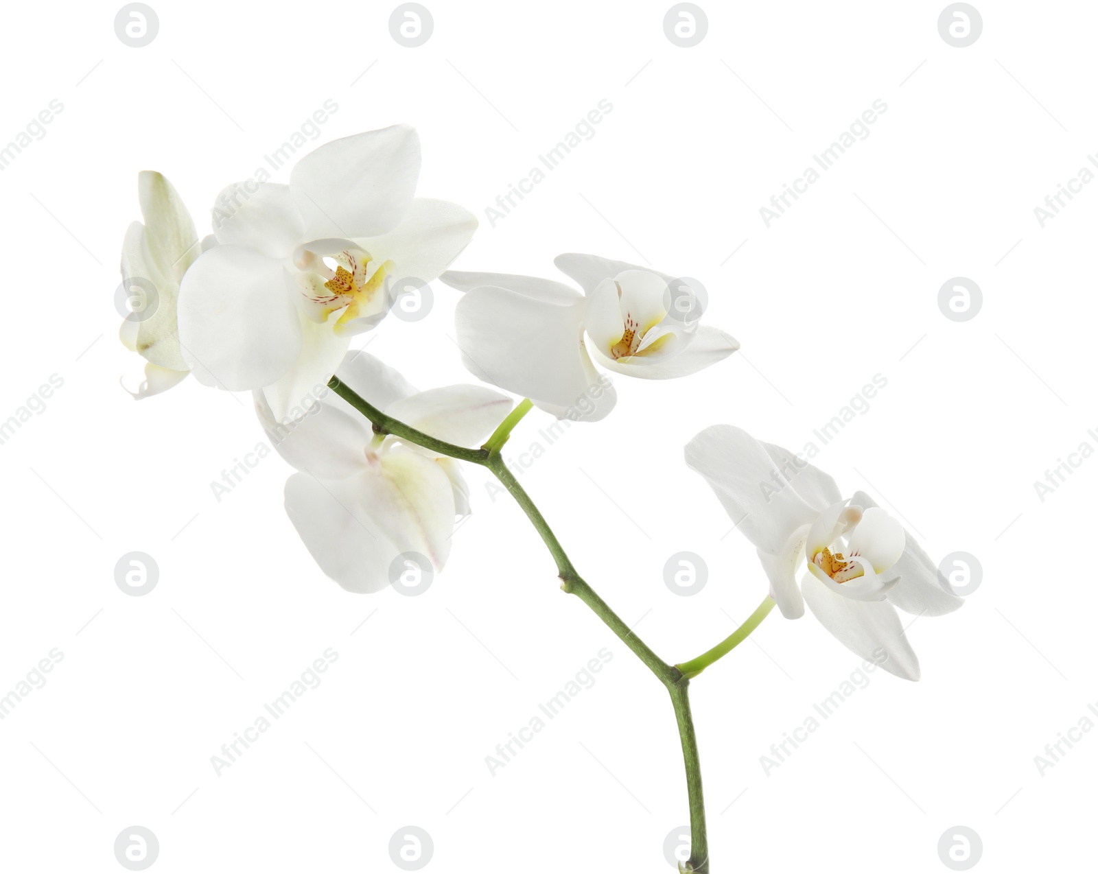 Photo of Branch with beautiful orchid flowers on white background. Tropical plant