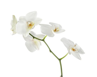 Branch with beautiful orchid flowers on white background. Tropical plant