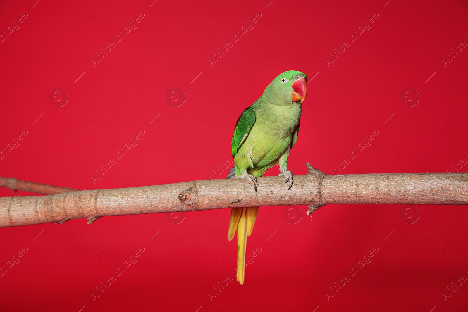 Photo of Beautiful Alexandrine Parakeet on tree branch against red background