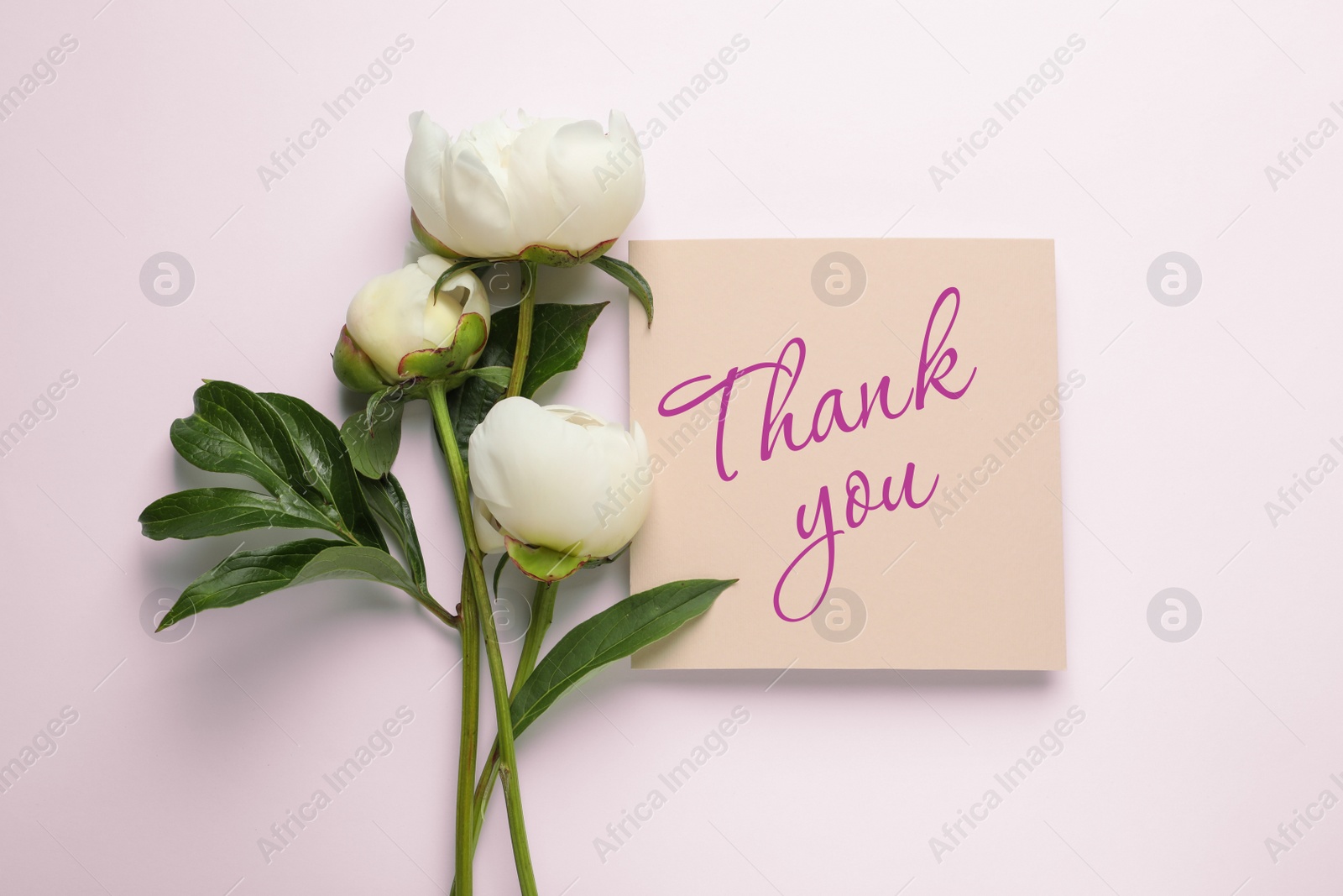 Image of Beautiful peonies and card with phrase Thank You on white background, top view