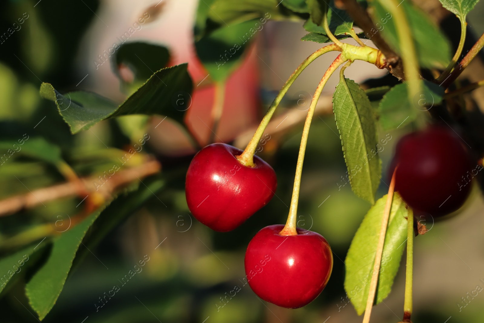 Photo of Closeup view of cherry tree with ripe red berries outdoors on sunny day