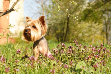 Cute Yorkshire terrier among beautiful wildflowers in park on sunny spring day