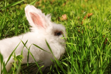 Fluffy white rabbit on green grass outdoors. Cute pet