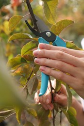 Woman pruning tree branch by secateurs in garden, closeup