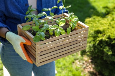 Photo of Woman holding crate with seedlings outdoors, closeup
