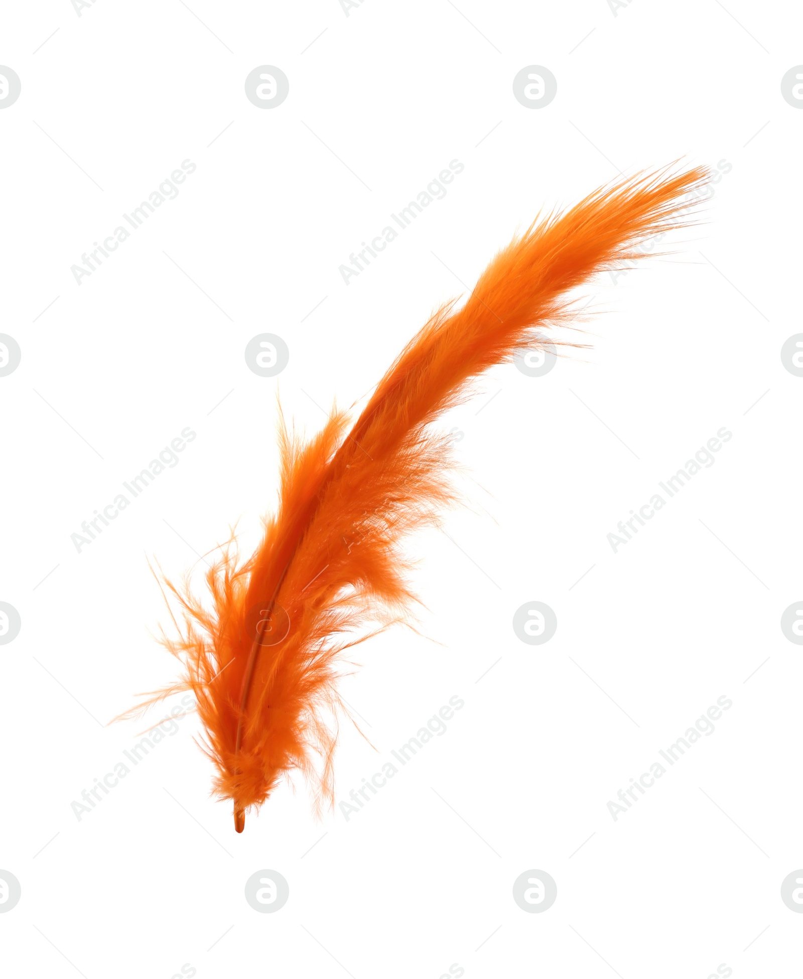 Photo of Fluffy beautiful orange feather isolated on white