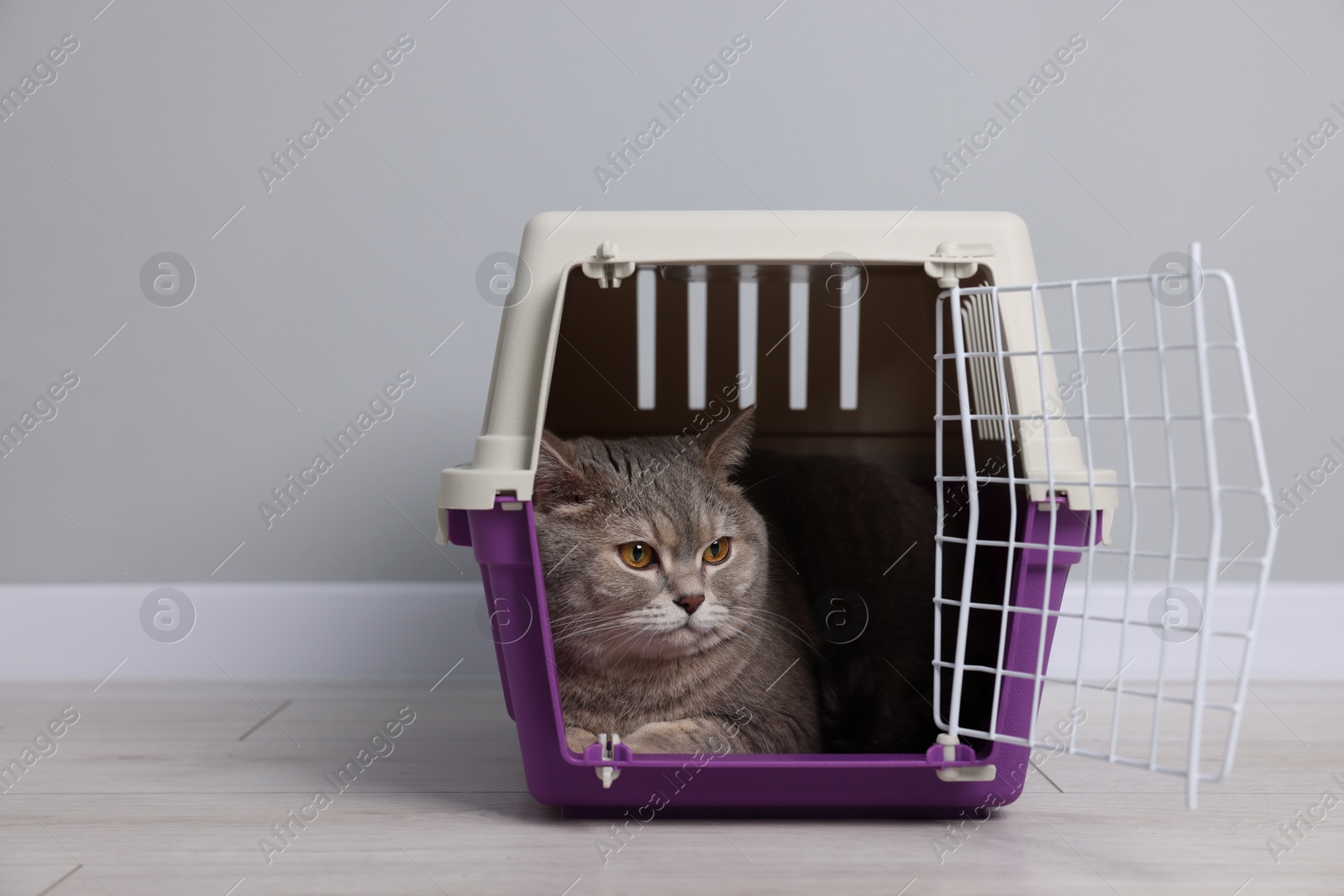 Photo of Travel with pet. Cute cat in carrier on floor near grey wall indoors, space for text