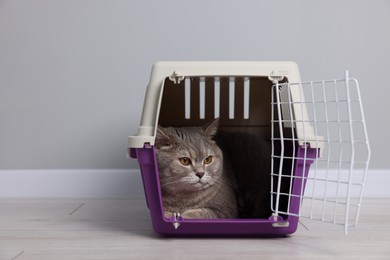 Travel with pet. Cute cat in carrier on floor near grey wall indoors, space for text