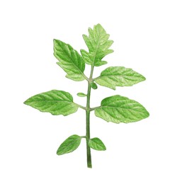 Photo of Branch of tomato plant with leaves isolated on white