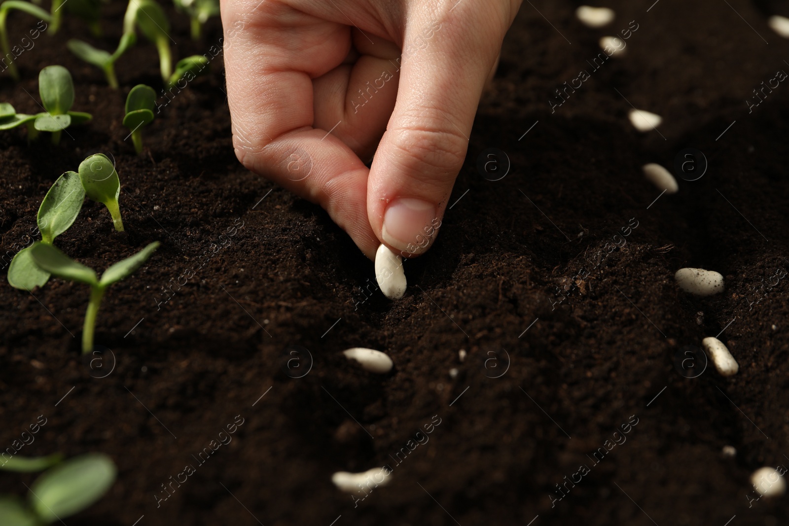 Photo of Woman planting beans into fertile soil, closeup. Vegetable seeds