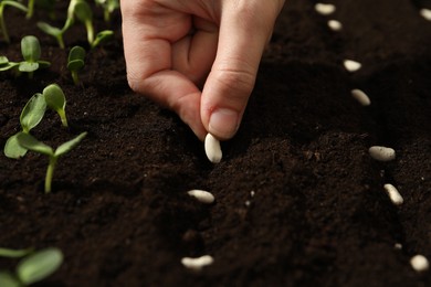 Woman planting beans into fertile soil, closeup. Vegetable seeds