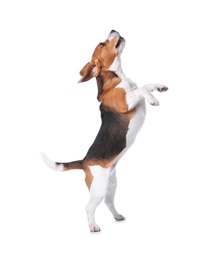 Photo of Beautiful beagle dog on white background. Adorable pet