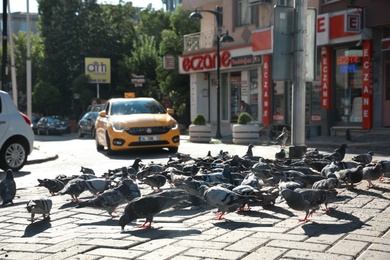ISTANBUL, TURKEY - AUGUST 08, 2019: Flock of pigeons and taxi car on sunny street