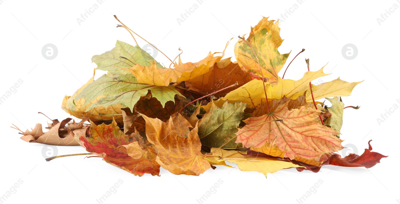 Photo of Pile of dry autumn leaves isolated on white