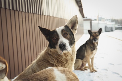 Homeless dogs on city street. Abandoned animals