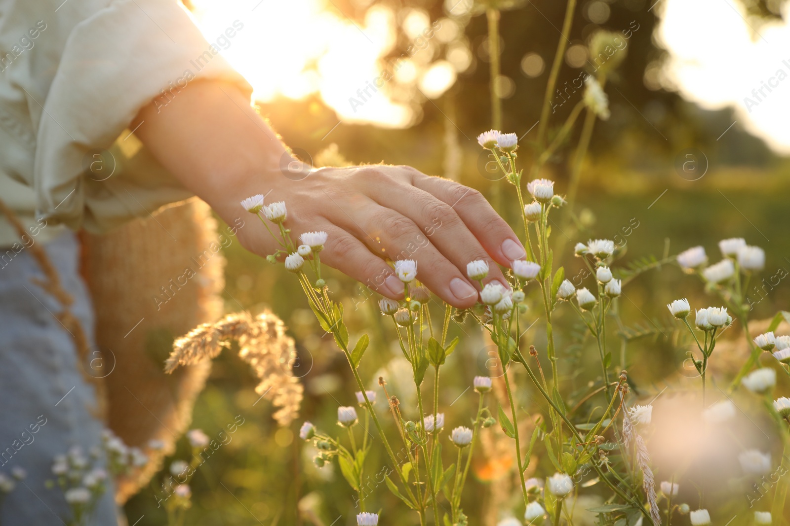 Photo of Woman walking through meadow and touching beautiful white flowers at sunset, closeup