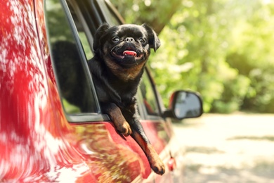 Cute Petit Brabancon dog leaning out of car window on summer day