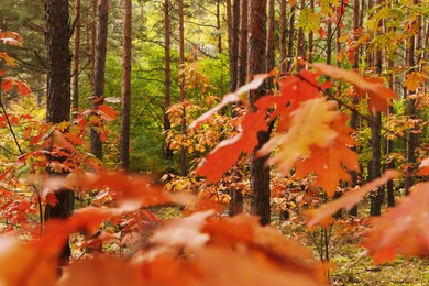 Photo of Beautiful trees with colorful leaves in forest. Autumn season