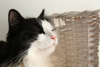 Photo of Cute cat relaxing near basket. Lovely pet