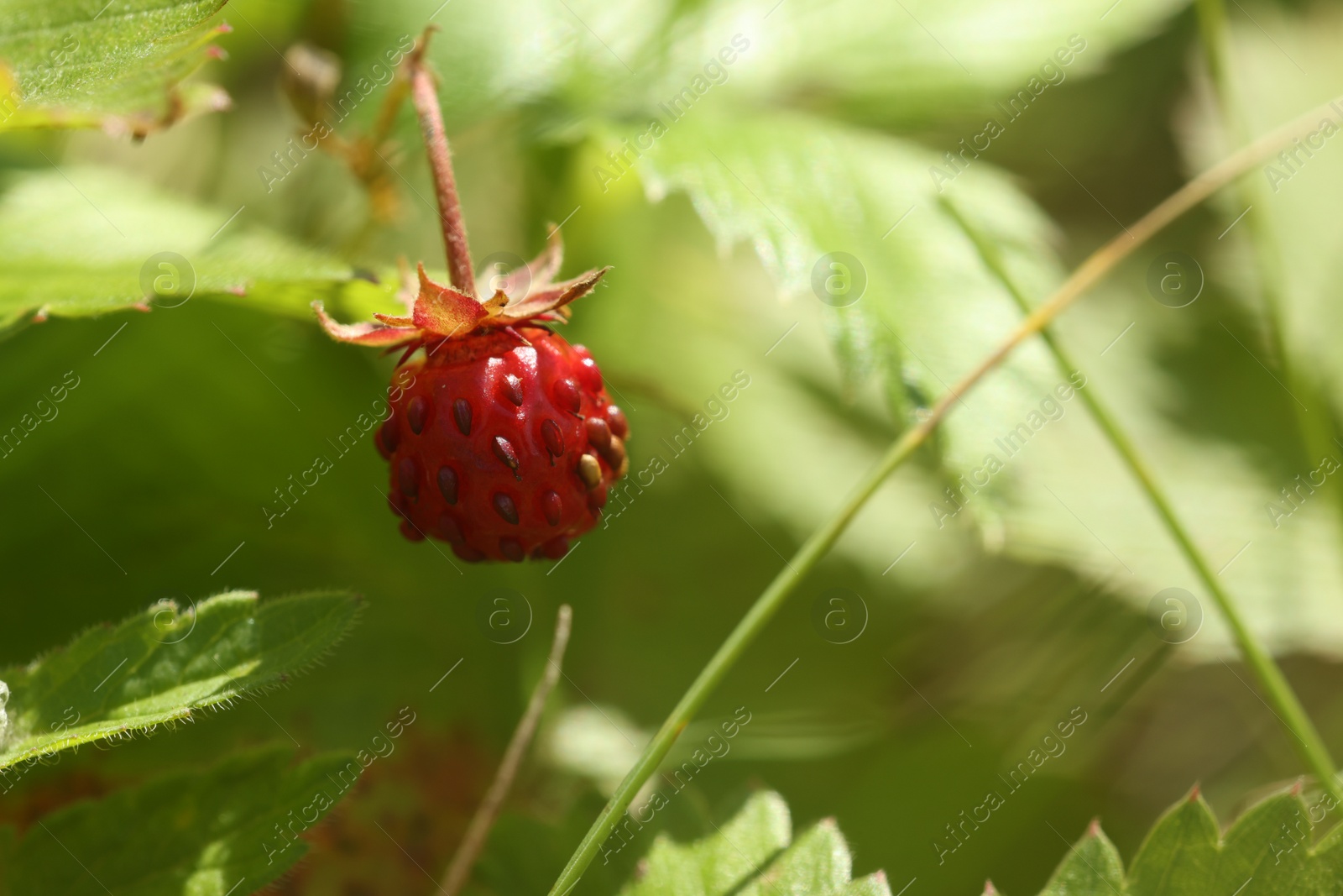 Photo of One small wild strawberry growing outdoors. Space for text