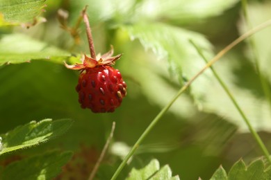 Photo of One small wild strawberry growing outdoors. Space for text