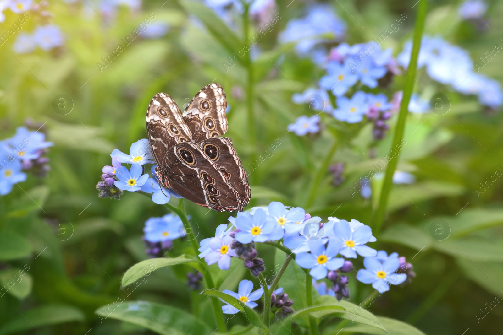 Image of Beautiful butterfly on forget-me-not flower in garden, closeup