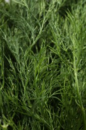 Photo of Fresh green dill with water drops as background, closeup