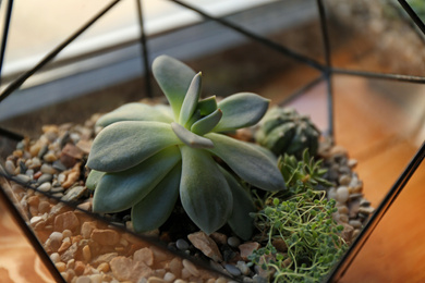 Photo of Florarium with succulents on wooden windowsill closeup