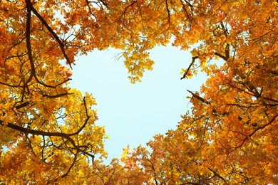 Sky visible through heart shaped gap formed of autumn trees crowns, bottom view