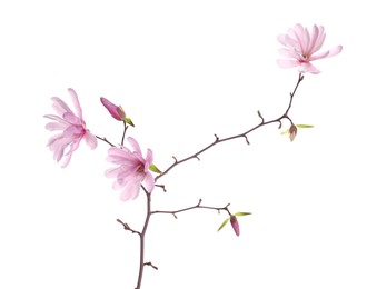 Photo of Magnolia tree branch with beautiful flowers isolated on white