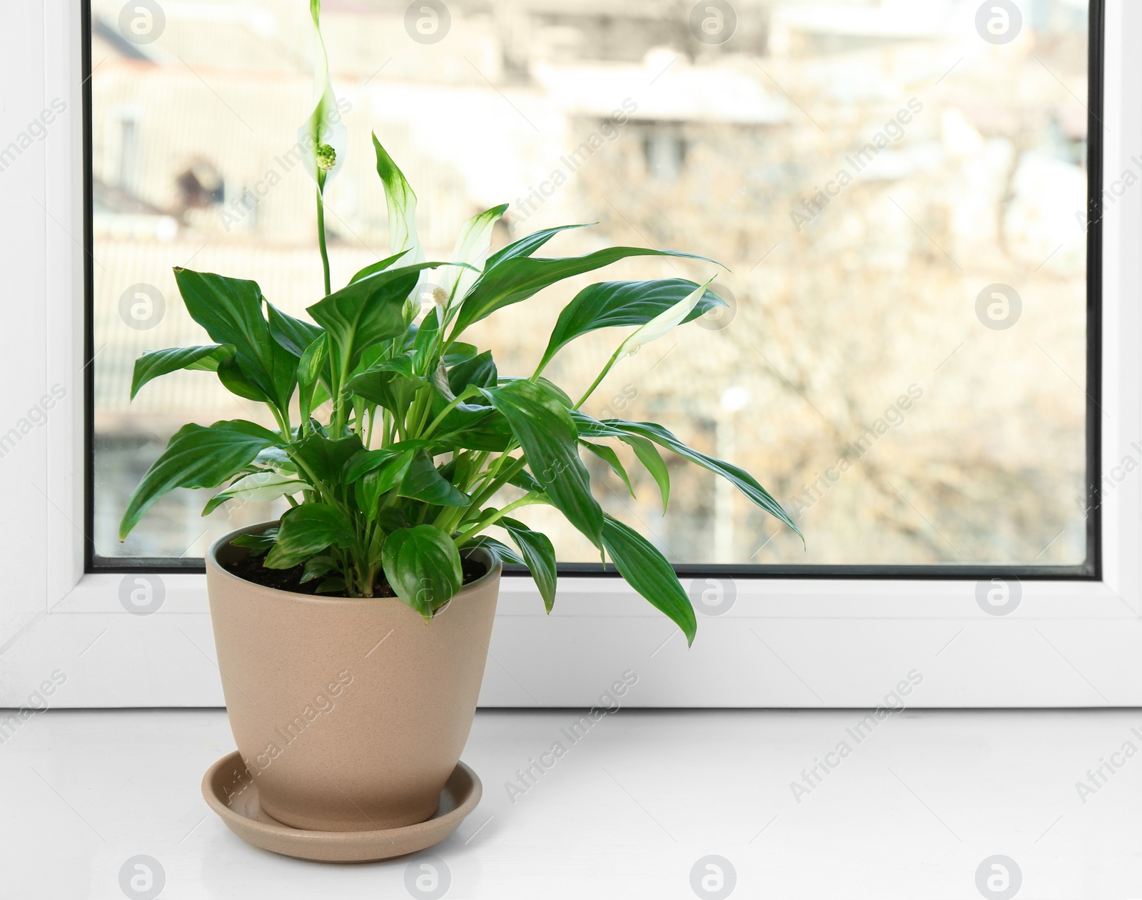 Photo of Beautiful Peace lily plant in pot on windowsill at home, space for text